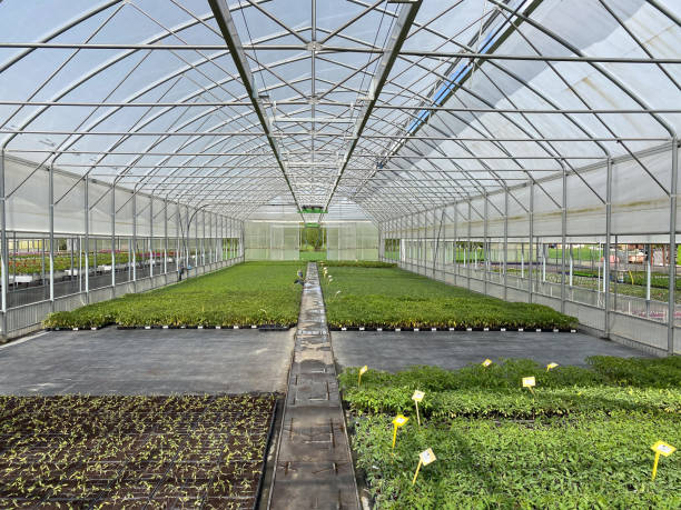 istock Greenhouse with fresh organic basil plants. Gardening, cultivation. 2151264113