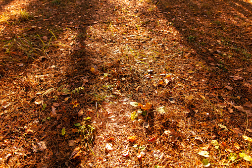 The shadow of the trees on the leaves lying on the ground in the autumn forest. Background.