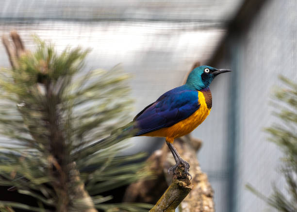 istock Golden-Breasted Starling (Lamprotornis regius) - African Jewel 2151265331