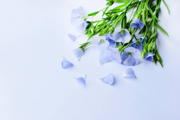Blue flax flowers or Linum usitatissimum on a white background. Top view, copy space