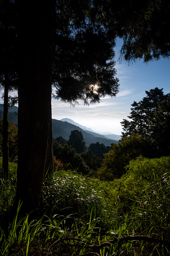 Beautiful fairytale-like forest. Alishan National Forest Recreation Area, Taiwan.