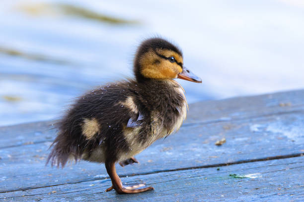 istock adorable newborn mallard duckling 2151267049