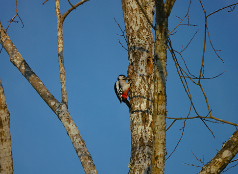 A woodpecker on the side of the tree