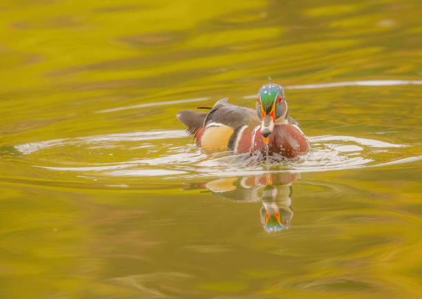 A Wood duck with water dropets on its head.