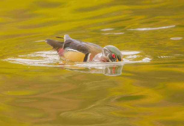 Reflections of the wood duck can be seen in the water.