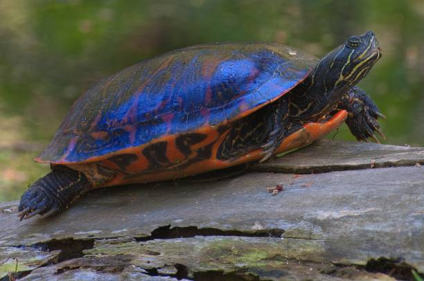 istock Northern Red-bellied Turtle 2151268045