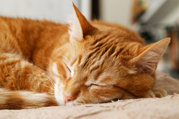 istock Closeup ginger cat lying on the bed and sleep. Shallow focus. 2151269512