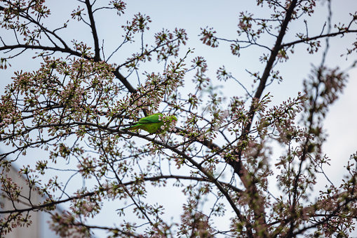 A single green parakeet perched on the delicate branches of a cherry blossom tree, hinting at the onset of spring.