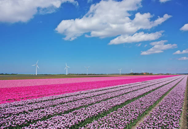 Aerial view of beautifully colored flower bulb fields in the north of North Holland.