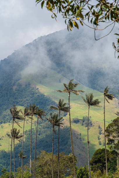 istock Cocora Valley, Colombia 2151271223