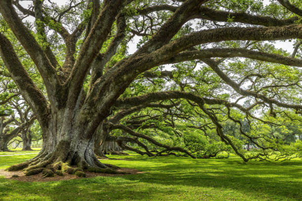 istock Alley of old oak trees covered with spanish moss 2151271248