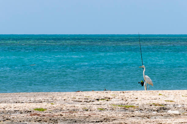 istock Great White Heron Trying to Catch a Fish 2151271251