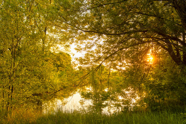 natural sunny forest in early spring and sun