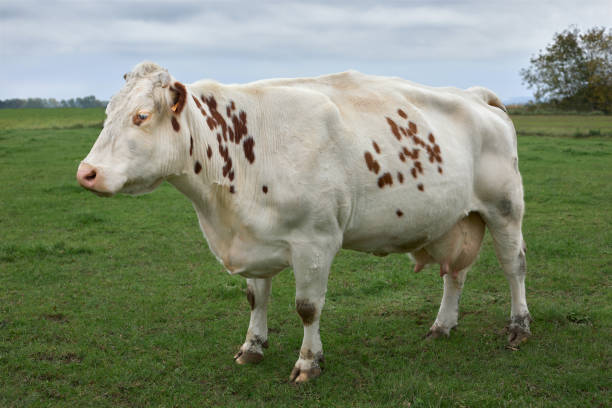 Dairy cow in a green field in Normandy