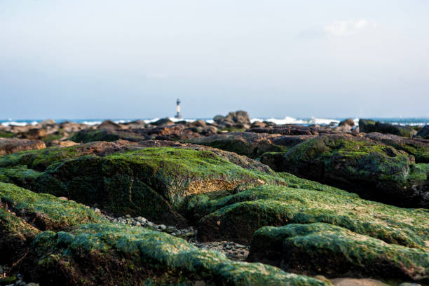 with the moss-covered rock
