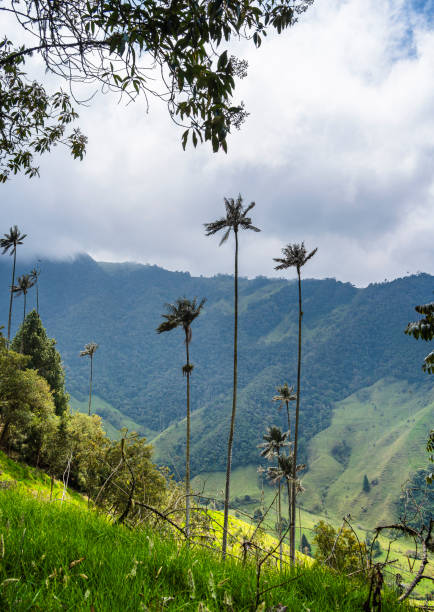 istock Cocora Valley, Colombia 2151271958