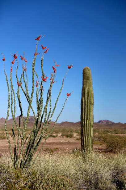istock Ancient saguaro cactus in the remote desert 2151273001