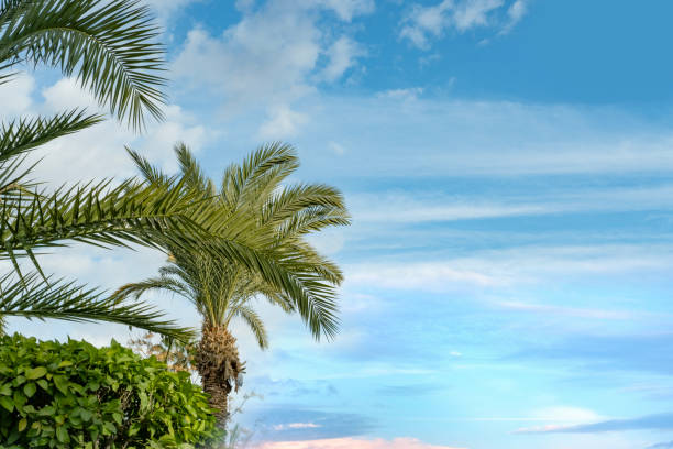 blue sky over tropical African date palm Phoenix dactylifera with clouds, concept transcendence, natural beauty tropics, infinity tropical background, banner for travel agencies, hotels, airlines