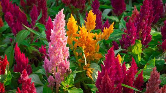Beautiful colorful celosia flowers in sunlight outdoors in the garden on a background of green leaves.
