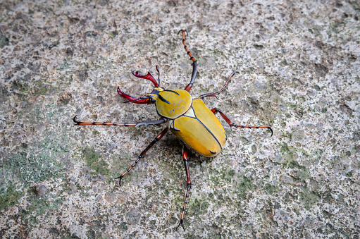 beetle Scarabaeidae Coleoptera