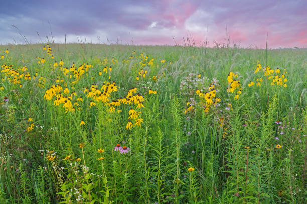 istock Summer, Tall Grass Wildflower Meadow 2151275720