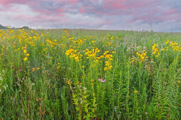 istock Summer, Tall Grass Wildflower Meadow 2151276579
