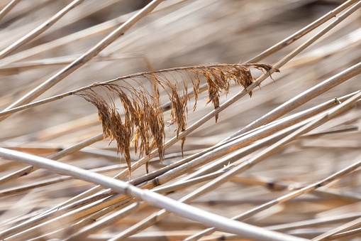 Dry reed is on a lake coast on a sunny spring day. Abstract natural photo background with selective soft focus