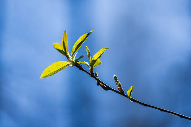 Small green leaves on a tree branch on a blurred blue background