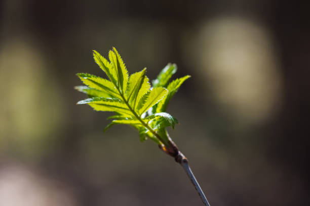 Young green leaves on a rowan tree branch on a blurred forest background