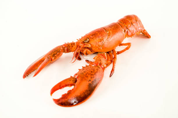 Delicious freshly steamed lobster