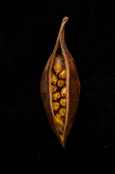 istock Close-up of fruit seeds 2151279399