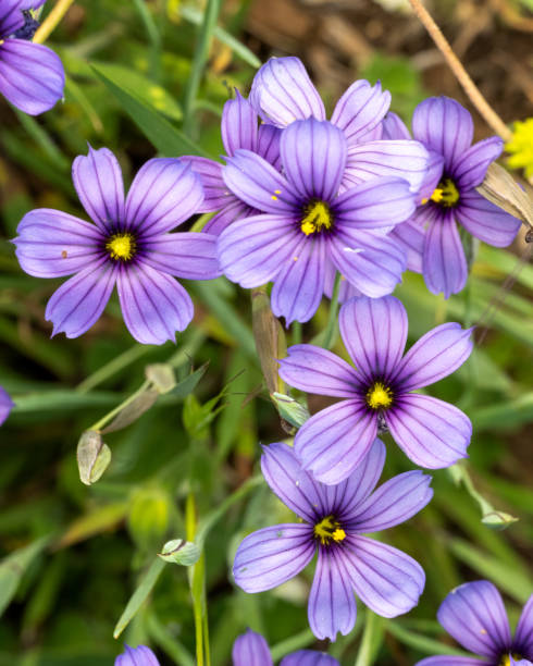 istock Blue Eyed Grass Wildflower 2151281141