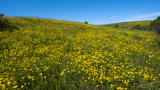 Wildflowers on a hillside at Russian Ridge Open Space Preserve in San Mateo County, California.