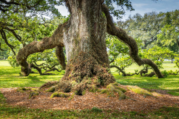 istock Old live oak tree covered with moss in Louisiana 2151283696