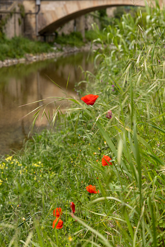 Creek flows under bridge and along a riverbank with wild poppies, Finalborgo