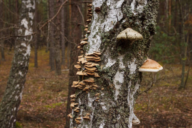Mushrooms growing on a on a birch trunk. Small depth of field