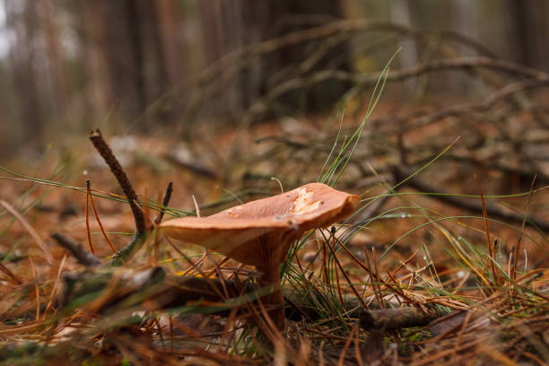 Beautiful wild mushroom in a coniferous forest. Small depth of field.