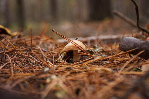 Cortinarius caperatus in a coniferous forest. Small depth of field