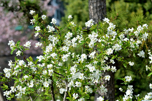 Exochorda racemosa, commonly called pearlbush or common pearlbush, is a species of the rose family and is mostly found in Japan and China. Common pearlbush is a loose, upright, early-blooming, deciduous shrub, with the flower buds resembling white pearls, hence the common name. Flowers bloom in spring (April-May) just during the cherry blossom season, each flower being 5-petaled, cup-shaped and white.