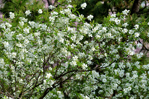Green laurel bush hedge in the garden. Prunus laurocerasus