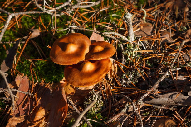 Wild mushrooms with orange hats is illuminated by yellow evening sun light. Small depth of field
