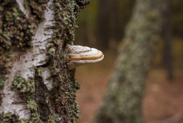 Fomes fomentarius close up. Small depth of field