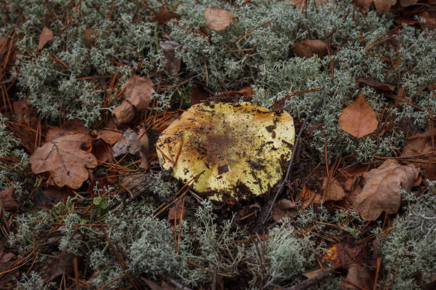 Tricholoma flavovirens among the moss in the autumn forest. Small depth of field
