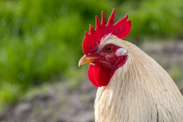 The image is taken in the province of Friesland.  The rooster was free to go wherever he wanted.