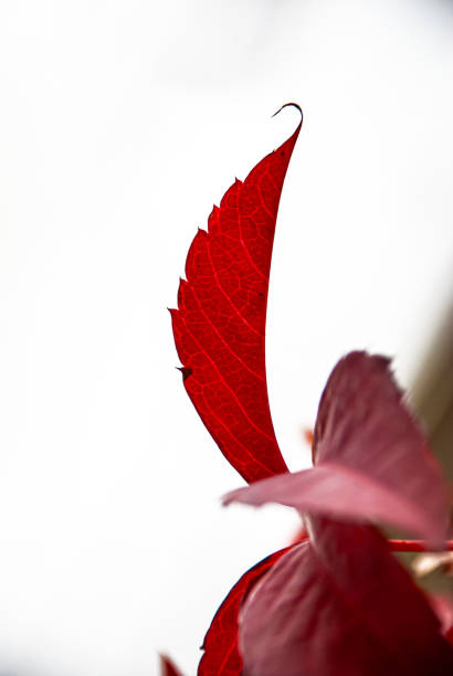 Red Virginia creeper leaf isolated on white background