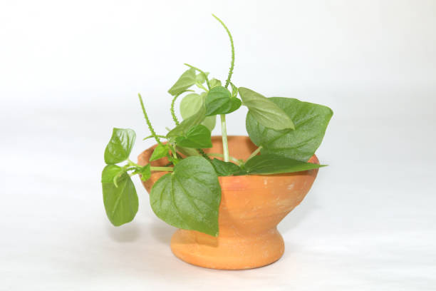 Peperomia pellucida (also known by pepper elder, shining bush plant) is an annual, shallow-rooted herb. it has succulent stems, shiny, heart-shaped, fleshy leaves and tiny seeds. on clay pot.