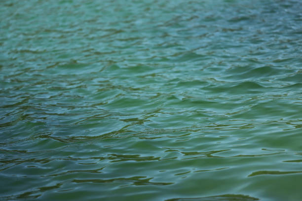 istock Green water in the lake 2151290572