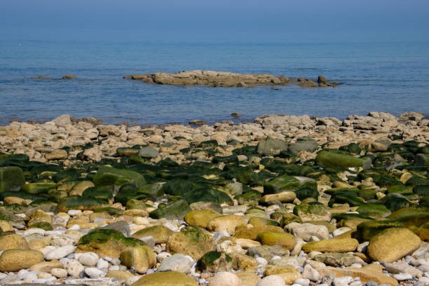 Stones covered with green algae that look like green hair