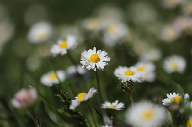 Daisies in the meadow