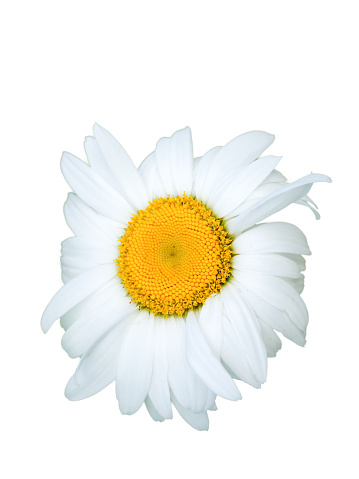 Chamomile flower, close-up. Chamomile or camomile is the common name for several daisy-like plants of the family Asteraceae. Isolated on white background.